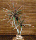 Multi Dracena