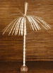 Umbrella Palm