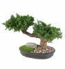 Preserved Bonsai