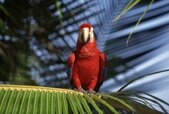 Tropical Artificial Birds