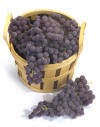 California Vineyard Grape Cluster Collection
