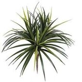 All- weather Deco Lirope