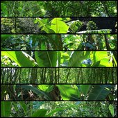 Outdoor Garlands, Branches and Vines