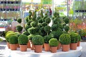 Outdoor Faux Topiary