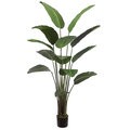 75" Bird of Paradise Plant With 12 Leaves in Pot Green