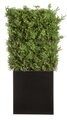 66"Hx14"Wx31"L Outdoor UV Protected Ming Hedge in Black Planter with Gloss Finish Green