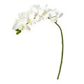 21" Phalaenopsis Orchid Artificial Flower (Set of 6)