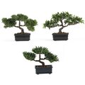 12" Bonsai Silk Plant Collection (Set of 3)