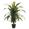 44" Dracaena Fragans Plant in Plastic Pot Green