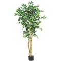 5' Ficus Silk Tree