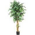 6 Foot Ficus Tree Muti Trunk