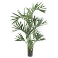 6' Kentia Palm Silk Tree