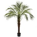 6' Robellini Palm Tree