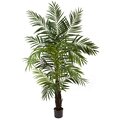 6' Areca Palm Tree