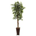 6.5' Ficus w/Decorative Planter