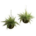 13 Inch Tall 18" Wide 18" Deep Outdoor Leather Fern W/Mossy Hanging Basket (Indoor/Outdoor) (Set Of 2)