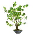 30" Maple Bonsai Artificial Tree in Planter