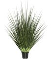 24”  Extra Full Onion  Grass  in Pot