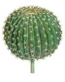 15.5 BARREL HEAD CACTUS WITH STEM