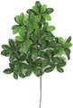 Earthflora's 24 Inch Laurel Branch (Sold By The Dozen) - Regular