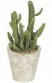 12.5 inches Potted Mini Cactus - Weathered Ceramic Pot
