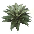 34 Inch Large Deluxe Outdoor Agave Attenuata Plant