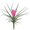 12 Inch Uv Outdoor Pink Tillandsia Plant