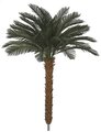 3.5 Feet, 5.5 Feet, And 6.5 Feet Tall X 48 Inch Width - Polyblend Cycas Palm Trees