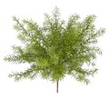 18 Inch Green Sprengerii (Asparagus) Bush
