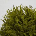 9.5 Inch Mossed Coral Bush