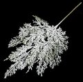 18 Inch White Flocked Cypress Spray with Glitter (Sold per Piece)