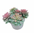 6.5 Inch Potted Mixed Succulent