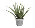 15.5 inches Aloe in Cement Pot  Green
