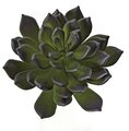 7 Inch Firesafe Purple Green Pachyphytum Succulent