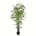 7' Potted Black Japanese Bamboo Tree