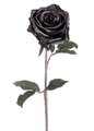 21.5 inches Black Magic Rose Spray  Black