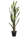 57 inches Bunny Ear Cactus in Plastic Pot Green