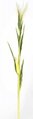 57 inches ARTIFICIAL CORN STALK WITH LEAVES