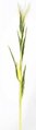 5 Foot ARTIFICIAL CORN STALK WITH LEAVES