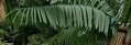 CP-1970 6' Long Giant Outdoor Caribbean Palm Branch