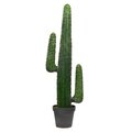 49 inches Cactus in Black Pot