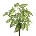 22" Syngonium Bush W/25 Lvs.-Green