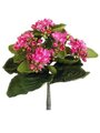 9 inches Mini Kalanchoe Bush  Rose