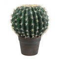 9.5 inches Green Cactus Ball in Gray/Red Pot