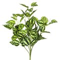 17" Peperomia Bush-Green/White