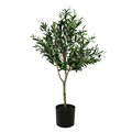 4' Green Potted Olive Tree