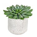 6" Green Potted Succulent 2/Pk