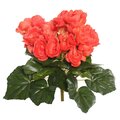 9.5" Orange Begonia Bush