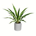 23" Potted Yucca Plant
