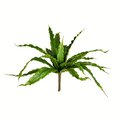 13" Green Bird Nest Fern Bush